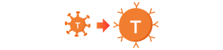 GENETICALLY MODIFYING YOUR T CELLS