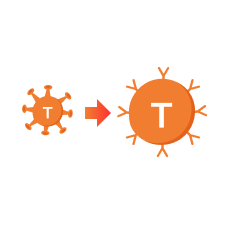 STEP 2: GENETICALLY MODIFYING  YOUR T CELLS