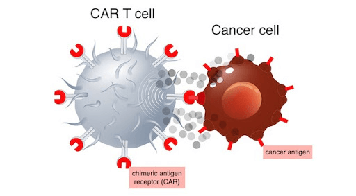 CAR-T Drugs for Multiple Myeloma