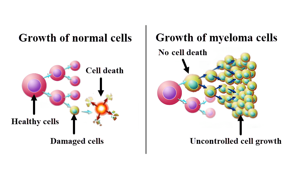 Growth of Normal Cells and Growth of Myeloma Cells 