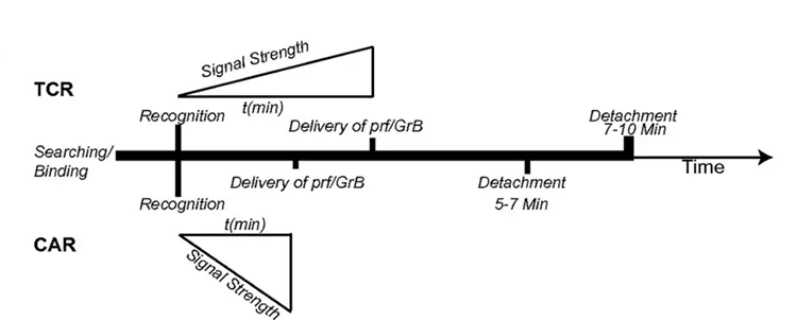 Ideal T cell dissociation time attacking tumors