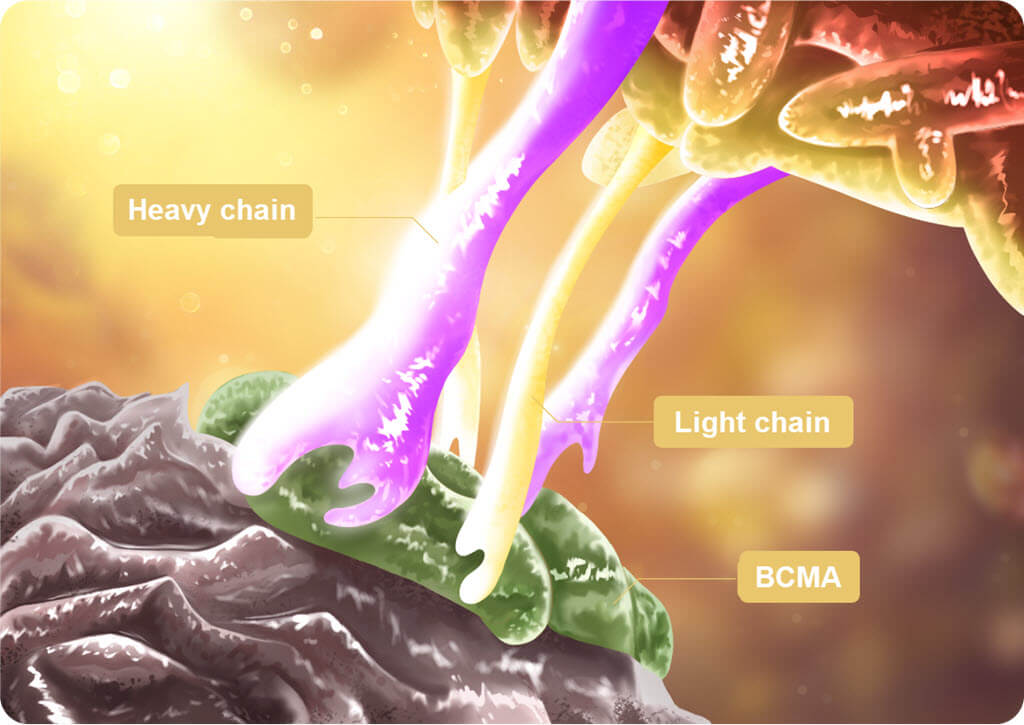 Light and heavy chains bind tightly to BCMA